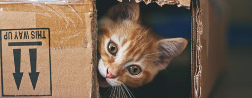 Cat Mental Stimulation Keep Your Indoor Cat Happy Purina